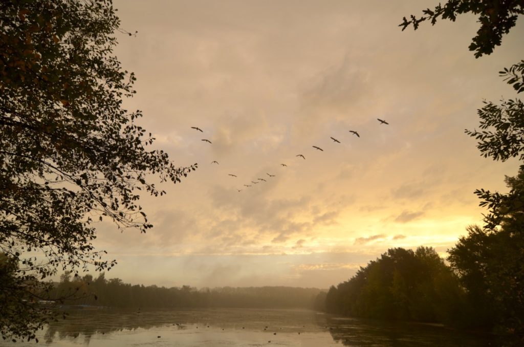 Bild: Vogelzug Münster Pausenblicke Süden Sommer Winter