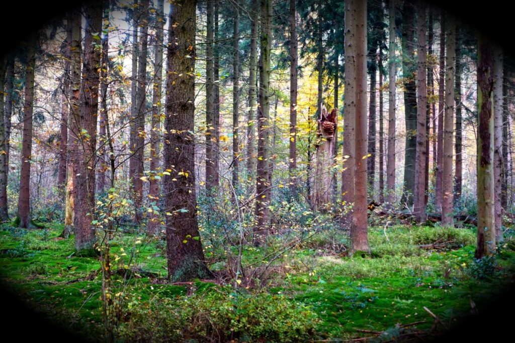 Bild: Zauberwald Pausenblicke Münsterland Herbst